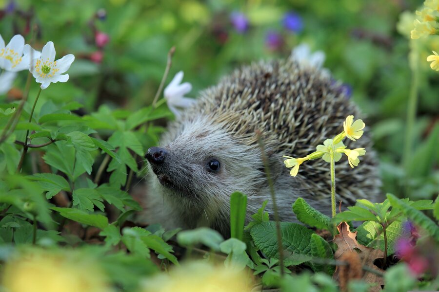 Beispielfoto Igel