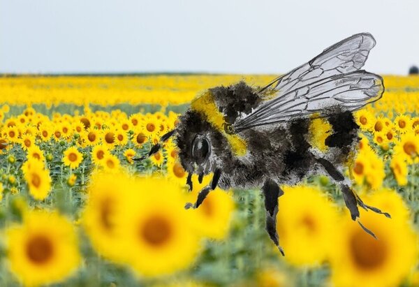 Bild vergr&ouml;&szlig;ern: Neues Hummel-Projekt bei der Gruppe "Bee-Active & Qreativ"