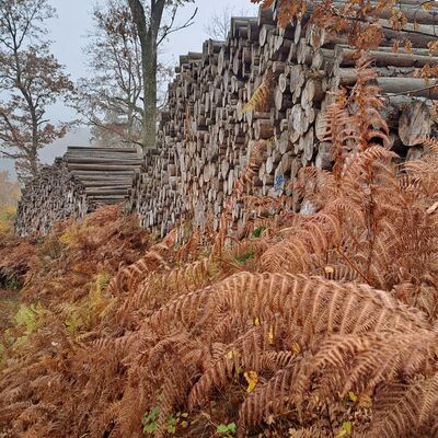 Bild vergr&ouml;&szlig;ern: Herbstwanderung 2025 (3)