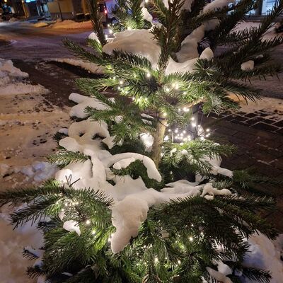 Bild vergr&ouml;&szlig;ern: Weihnachtsbäumchen